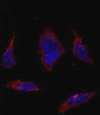 Immunofluorescence analysis of SOX-2 antibody and HeLa cells. Primary antibody was followed by Alexa-Fluor-546-conjugated donkey anti-rabbit lgG (H+L). Alexa-Fluor-546 emits orange fluorescence. Blue counterstaining is DAPI.