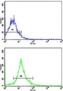 Flow cytometric analysis of NCI-H292 cells using SOX-2 antibody (bottom histogram) compared to a negative control cell (top histogram). FITC-conjugated goat-anti-rabbit secondary Ab was used for the analysis.