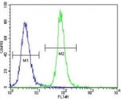 SOX2 antibody flow cytometric analysis of 293 cells (right histogram) compared to a negative control cell (left histogram). FITC-conjugated goat-anti-rabbit secondary Ab was used for the analysis.