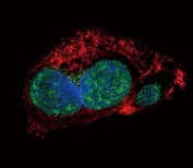 Confocal immunofluorescent analysis of SLUG antibody with human HepG2 cells followed by Alexa Fluor 488-conjugated goat anti-rabbit lgG (green). Actin filaments have been labeled with Alexa Fluor 555 Phalloidin (red). DAPI was used as a nuclear counterstain (blue).