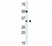 Western blot testing of SLUG antibody and mouse heart lysate.  Predicted molecular weight ~30 kDa.