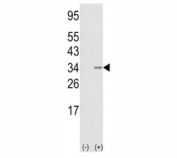 Western blot analysis of anti-SNAIL antibody and 293 cell lysate (2 ug/lane) either nontransfected (Lane 1) or transiently transfected with the SNAIL gene (2). Predicted molecular weigth ~29kDa.