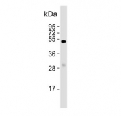 Western blot testing of mouse liver tissue lysate with Myostatin antibody. Predicted molecular weight ~43 kDa.