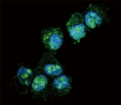 Confocal immunofluorescent analysis of PGP9.5 antibody with NCI-H460 cells followed by Alexa Fluor 488-conjugated goat anti-rabbit lgG (green). DAPI was used as a nuclear counterstain (blue).