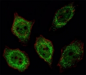 Fluorescent image of U251 cell stained with PGP 9.5 antibody at 1:25. Immunoreactivity is localized to the cytoplasm and nucleus.