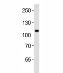 Mib1 antibody western blot analysis in K562 lysate.