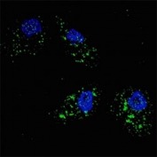 Fluorescent image of U251 cells stained with p62 antibody at 1:200. Immunoreactivity is localized to autophagic vacuoles in the cytoplasm.