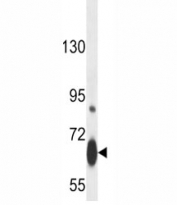 Myb antibody western blot analysis in mouse heart tissue lysate. Predicted molecular weight ~ 72 kDa.
