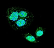 Confocal immunofluorescent analysis of HSF1 antibody with HeLa cells followed by Alexa Fluor 488-conjugated goat anti-rabbit lgG (green). DAPI was used as a nuclear counterstain (blue).
