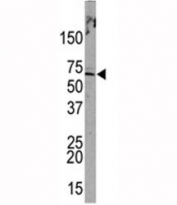 Western blot analysis of PML antibody and HeLa lysate. There are multiple isoforms from 47-97 kDa.
