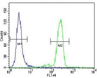 PML antibody flow cytometric analysis of HeLa cells (right histogram) compared to a negative control (left histogram). FITC-conjugated goat-anti-rabbit secondary Ab was used for the analysis.