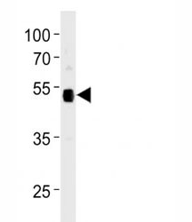 Anti-p53 antibody western blot analysis in 293 lysate
