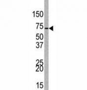 Western blot analysis of EZH1 antibody and 293 lysate. Predicted molecular weight ~85kDa.