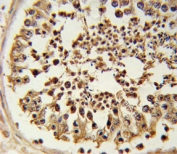 Formalin-fixed and paraffin-embedded human testis tissue tested with EZH2 antibody