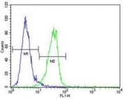 MeCP2 antibody flow cytometric analysis of MDA-MB435 cells (green) compared to a <a href=../search_result.php?search_txt=n1001>negative control</a> (blue). FITC-conjugated goat-anti-rabbit secondary Ab was used for the analysis.