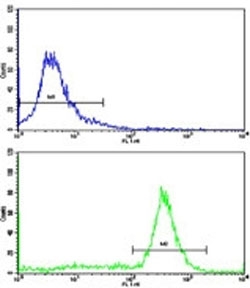 Flow cytometric analysis of ATDC5 cells using Prohibitin antibody (green) compared to a <a href=../search_result.php?search_txt=n1001>negative control</a> (blue). FITC-conjugated goat-anti-rabbit secondary Ab was used for the analysis.