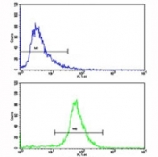 Flow cytometric analysis of 293 cells using VE Cadherin antibody (bottom histogram) compared to a negative control (top histogram). FITC-conjugated goat-anti-rabbit secondary Ab was used for the analysis.