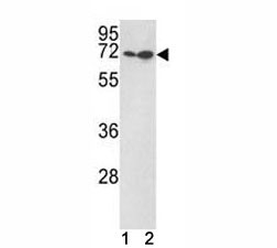 KLF4 antibody western blot with (1) Jurkat, (2) 293 lysate. Predicted molecular weight: 50-60 kDa + ~75 kDa