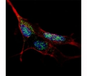 Fluorescent confocal image of SY5Y cells stained with KLF4 antibody at 1:1000. Immunoreactivity is localized to the nuclei.