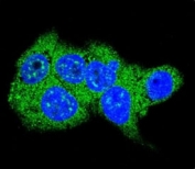 Confocal immunofluorescent analysis of Aldolase antibody with HepG2 cells followed by Alexa Fluor 488-conjugated goat anti-rabbit lgG (green). DAPI was used as a nuclear counterstain (blue).
