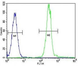 Anti-Vimentin antibody flow cytometric analysis of HeLa cells (right histogram) compared to a negative control cell (left histogram). FITC-conjugated goat-anti-rabbit secondary Ab was used for the analysis.