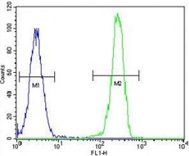 GPR49 antibody flow cytometric analysis of HeLa cells (right histogram) compared to a negative control cell (left histogram). FITC-conjugated goat-anti-rabbit secondary Ab was used for the analysis.