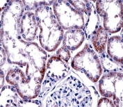 HNF4A antibody immunohistochemistry analysis in formalin fixed and paraffin embedded human kidney tissue.