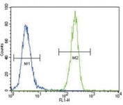 FOXP3 antibody flow cytometric analysis of 293 cells (right histogram) compared to a negative control cell (left histogram).