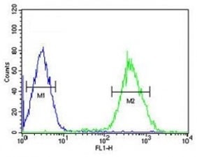 FOXP3 antibody flow cytometric analysis of HepG2 cells (right histogram) compared to negative control cells (left histogram). FITC-conjugated goat-anti-rabbit secondary Ab was used for the analysis.~