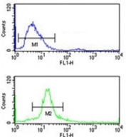 SSB antibody flow cytometry analysis of 293 cells (bottom histogram) compared to a negative control cell (top histogram). FITC-conjugated goat-anti-rabbit secondary Ab was used for the analysis.