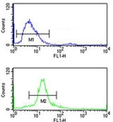 SSB antibody flow cytometry analysis of 293 cells (bottom histogram) compared to a negative control cell (top histogram). FITC-conjugated goat-anti-rabbit secondary Ab was used for the analysis.