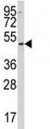 Western blot analysis of SSB antibody and 293 lysate.