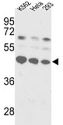 Western blot analysis of SS-B antibody and K562, HeLa, 293 lysate.~