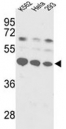Western blot analysis of SS-B antibody and K562, HeLa, 293 lysate.