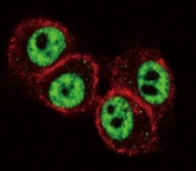 Confocal immunofluorescent analysis of RUNX1 antibody with HeLa cells followed by Alexa Fluor 488-conjugated goat anti-rabbit lgG (green). Actin filaments have been labeled with Alexa Fluor 555 Phalloidin (red).
