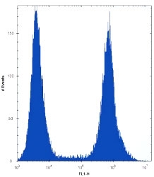 RUNX1 antibody flow cytometric analysis of HeLa cells (right histogram) compared to a <a href=../search_result.php?search_txt=n1001>negative control</a> (left histogram). FITC-conjugated donkey-anti-rabbit secondary Ab was used for the analysis.
