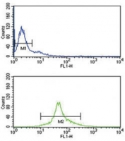 IRF5 antibody flow cytometry analysis of Ramos cells (green) compared to a negative control (blue). FITC-conjugated goat-anti-rabbit secondary Ab was used for the analysis.