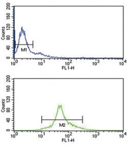 IRF5 antibody flow cytometry analysis of Ramos cells (green) compared to a <a href=../search_result.php?search_txt=n1001>negative control</a> (blue). FITC-conjugated goat-anti-rabbit secondary Ab was used for the analysis.