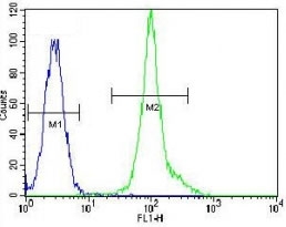 LCK antibody flow cytometric analysis of HeLa cells (green) compared to a <a href=../search_result.php?search_txt=n1001>negative control</a> (blue). FITC-conjugated goat-anti-rabbit secondary Ab was used for the analysis.