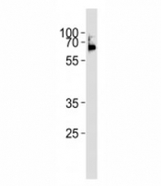 LCK antibody western blot analysis in Ramos lysate. Predicted molecular weight ~58 kDa.