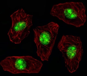 Fluorescent image of A549 cell stained with NPM1 antibody. Alexa Fluor 488 secondary was used (green). NPM1 immunoreactivity is localized to the nucleus and nucleolus.
