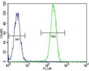 NPM1 antibody flow cytometric analysis of HeLa cells (green) compared to a <a href=../search_result.php?search_txt=n1001>negative control</a> (blue). FITC-conjugated goat-anti-rabbit secondary Ab was used for the analysis.