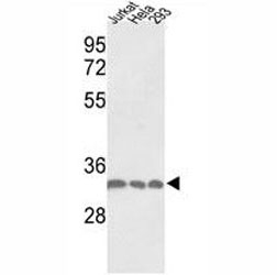 Western blot analysis of PCNA antibody and Jurkat, HeLa, 293 lysate