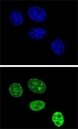 Confocal immunofluorescent analysis of PCNA antibody with HeLa cells followed by Alexa Fluor 488-conjugated goat anti-rabbit lgG (green). DAPI was used as a nuclear counterstain (blue).