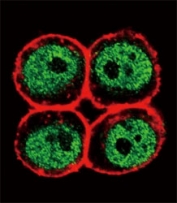 Confocal immunofluorescent analysis of anti-PCNA antibody with HeLa cells followed by Alexa Fluor 488-conjugated goat anti-rabbit lgG (green). Actin filaments have been labeled with Alexa Fluor 555 Phalloidin (red).