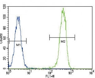 Anti-PCNA antibody flow cytometric analysis of HeLa cells (right histogram) compared to a negative control cell (left histogram). FITC-conjugated goat-anti-rabbit secondary Ab was used for the analysis.