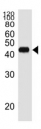 Western blot analysis of lysate from RPMI8226 cell line using CD38 antibody diluted at 1:1000.