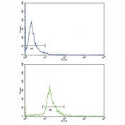 Flow cytometric analysis of NCI-H292 cells using CD105 antibody (bottom histogram) compared to a negative control (top histogram). FITC-conjugated goat-anti-rabbit secondary Ab was used for the analysis.