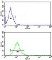 CD166 antibody flow cytometric analysis of NCI-H292 cells (green) compared to a negative control (blue). FITC-conjugated goat-anti-rabbit secondary Ab was used for the analysis.