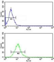 CD166 antibody flow cytometric analysis of NCI-H292 cells (green) compared to a <a href=../search_result.php?search_txt=n1001>negative control</a> (blue). FITC-conjugated goat-anti-rabbit secondary Ab was used for the analysis.